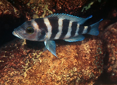 Neolamprologus sexfasciatus 'Katili'